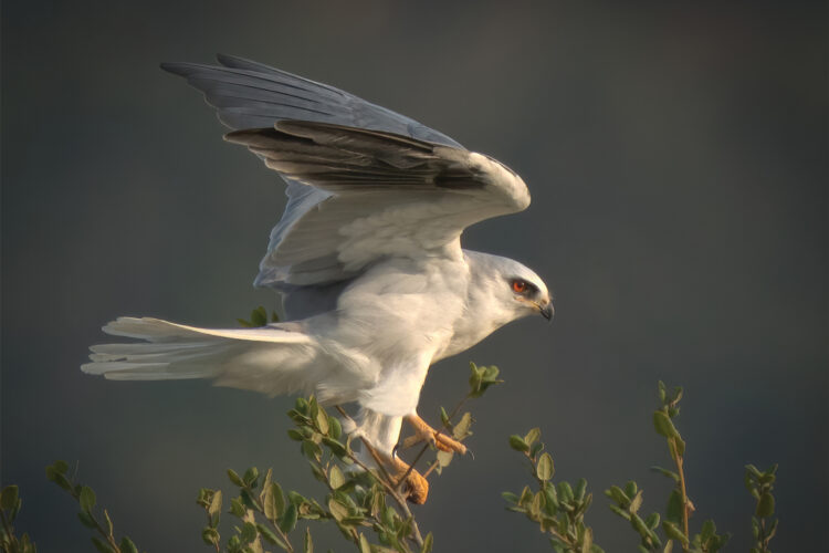 Birds of Prey: Representative Species